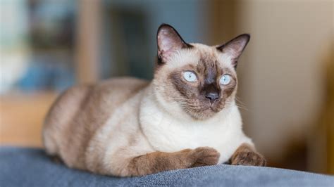 The 7 Best Cat Breeds With The Most Personality