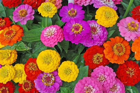 Zinnia Flowers: How to Grow and Care for Zinnia Plants | Garden Design