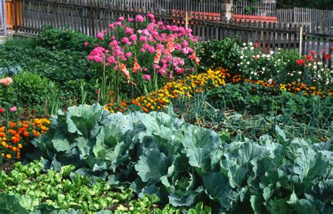 18 Cabbage Family Companion Plants & 4 To Never Grow Together