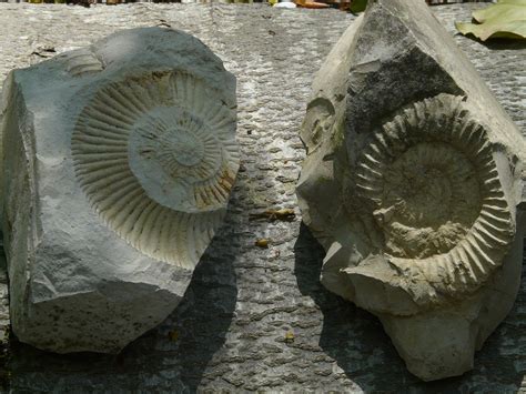 Free photo: Fossils, Ammonites, Stones - Free Image on Pixabay - 384821