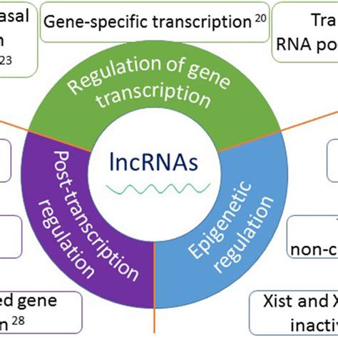 The functions of lncRNAs in pathogenesis and potential clinical ...