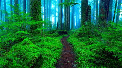 Misty Forest Path - Nature's Greenery HD Wallpaper by Randall J. Hodges