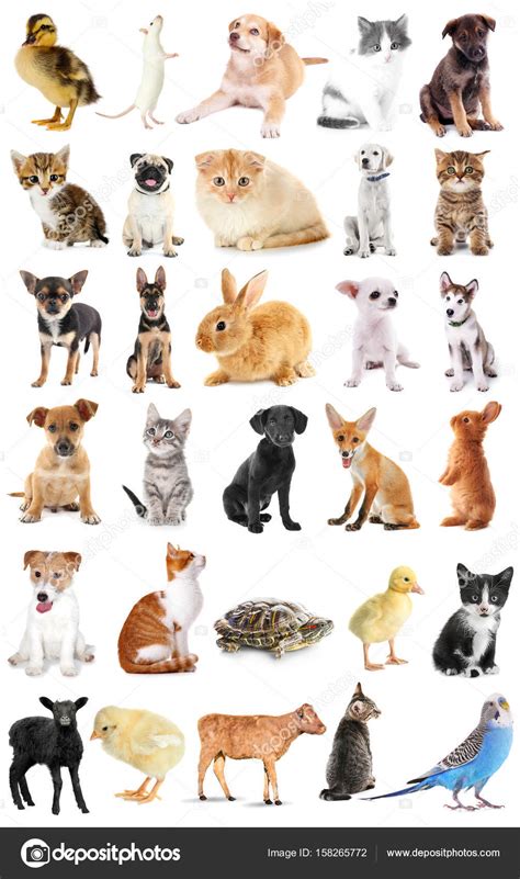 Baby animals collage | Collage of cute baby animals on white background — Stock Photo ...