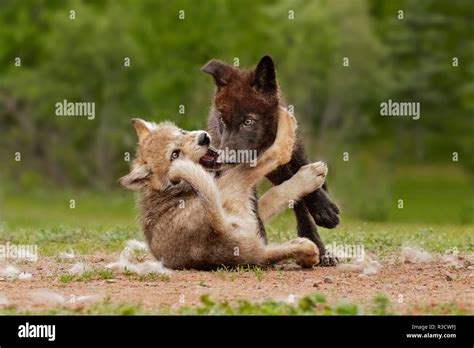 Gray Wolf pups wrestling, Canis lupus lycaon Stock Photo - Alamy