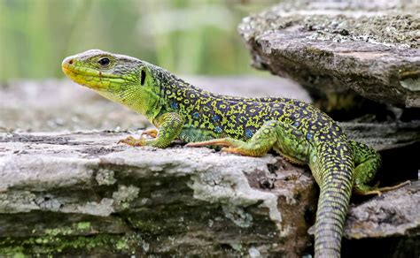 Ocellated lizard camouflage explained by a simple equation - Earth.com