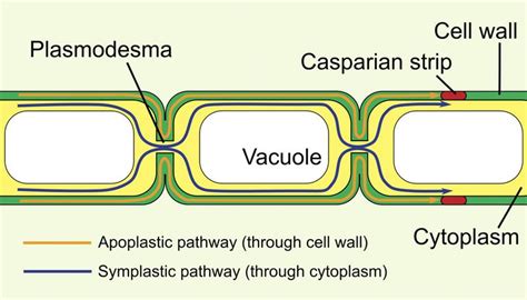 What Are Plasmodesmata?