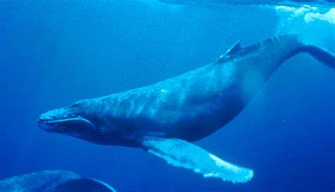 File:Humpback Whale underwater shot.jpg - Wikipedia, the free encyclopedia