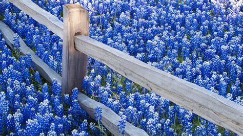 Download Fence Flower Nature Texas Bluebonnets HD Wallpaper