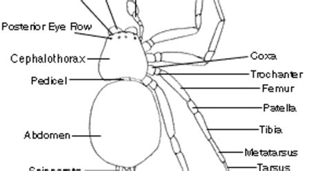 Parts Of A Spider Male Spider Dorsal View