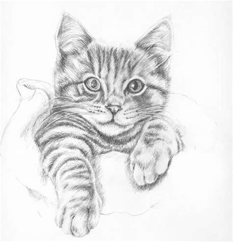 25 Easy Cat Drawing Ideas and Tutorials for Everyone - Beautiful Dawn ...