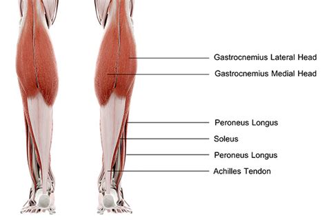 Calf Muscle Achilles Tendon Pain