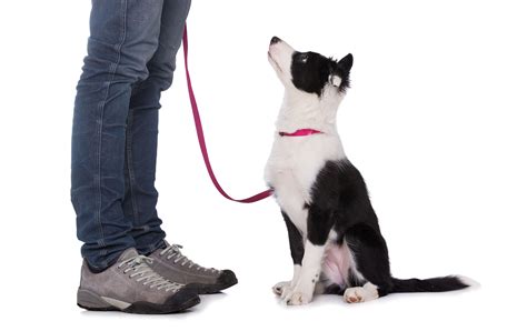 Border Collie Training Services - Border Collie Behaviourist