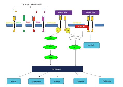 Tyrosine Kinase Inhibitor Pathway