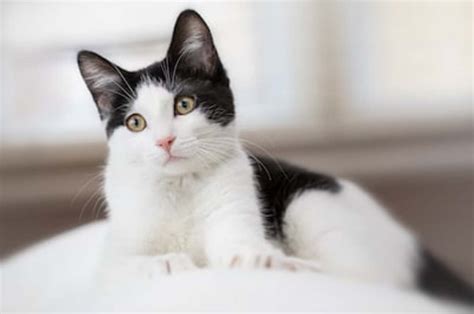 200 Best Black-and-White Cat Names - Parade Pets