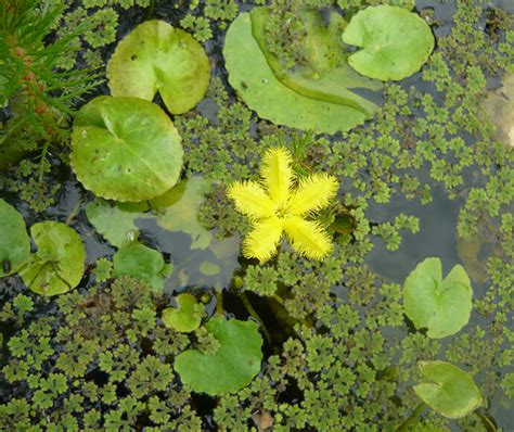 Plants in wetlands | NSW Environment, Energy and Science