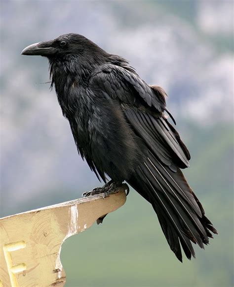 Raven | Size & Facts | Britannica