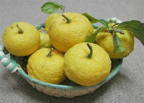 Citron | Recipes Wiki | FANDOM powered by Wikia