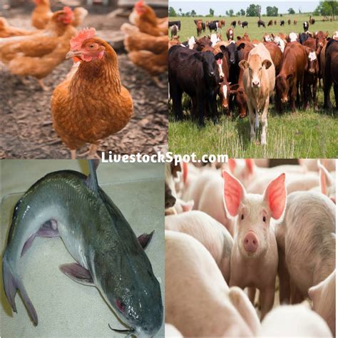 Ways To Improve Livestock Farming In Nigeria | LivestockSpot