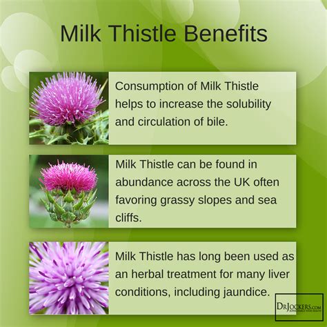 6 Amazing Health Benefits of Milk Thistle - DrJockers.com