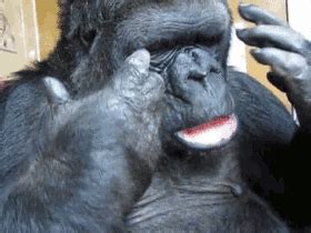 Gorilla GIF - Find & Share on GIPHY