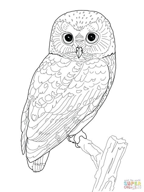 Snowy Owl Coloring Page at GetColorings.com | Free printable colorings pages to print and color