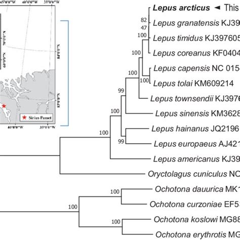 Maximum-likelihood (ML) phylogeny of 12 species of the Leporidae family... | Download Scientific ...