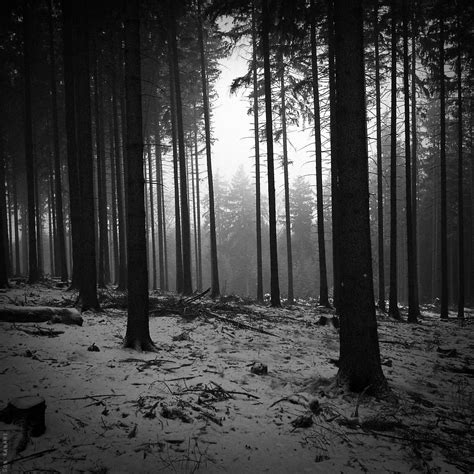 Black and white landscapes trees forest monochrome (2000x2000, white, landscapes, trees, forest ...