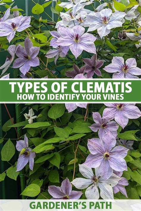 Clematis Types and How to Identify Your Vines | Gardener’s Path | Clematis, Clematis plants ...