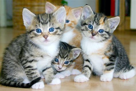 Baby food for cats—does it make sense?