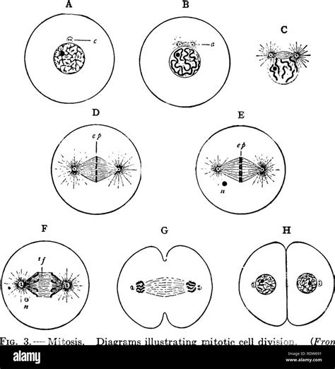 Mitosis metaphase Imágenes de stock en blanco y negro - Alamy