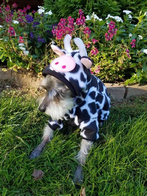 Dog Cow Costume Pet Cow Costume Halloween Cow Bull Costume - Etsy