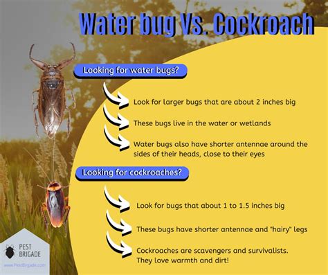 Water Bug vs. Cockroach: What's the Difference? - Pest Brigade