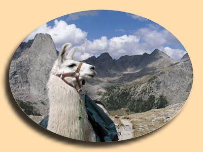 Llama Hiking Wyoming Wind River Range