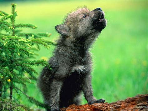 Cute Wolf Puppy Wallpapers - Top Free Cute Wolf Puppy Backgrounds ...