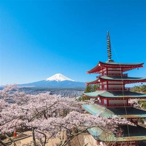 Enjoy Mt. Fuji and beautiful cherry blossom scenery at the same time!