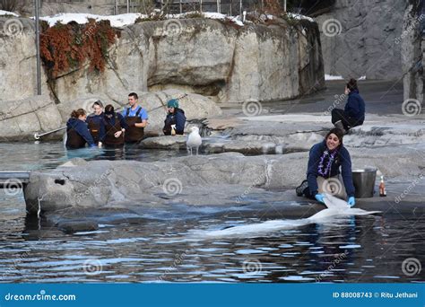 Beluga Whale Feeding at Mystic Aquarium in Connecticut Editorial Stock Photo - Image of england ...