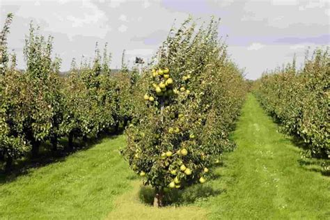 Fruit Tree Farms | Tree Farming Information | Farms.com