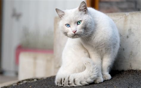 Скачать обои British short-haired white cat, heterochromia, blue and green eyes, pets, cats ...