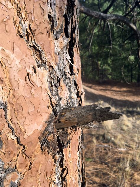 Free Images : nature, forest, branch, trunk, bark, pine, soil, rough ...