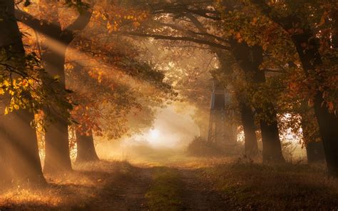 nature, Landscape, Morning, Sun Rays, Fall, Trees, Mist, Path, Leaves, Grass, Sunrise, Dirt Road ...