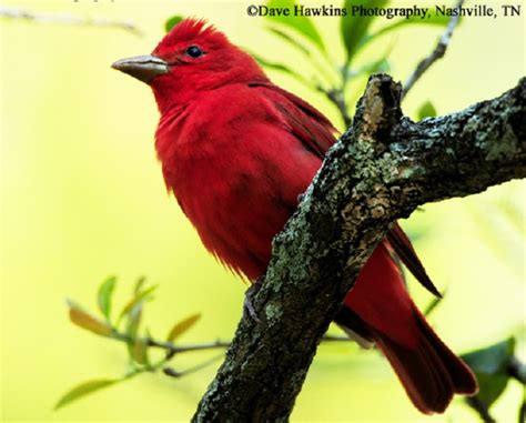 Tennessee Watchable Wildlife | Summer Tanager - Habitat: