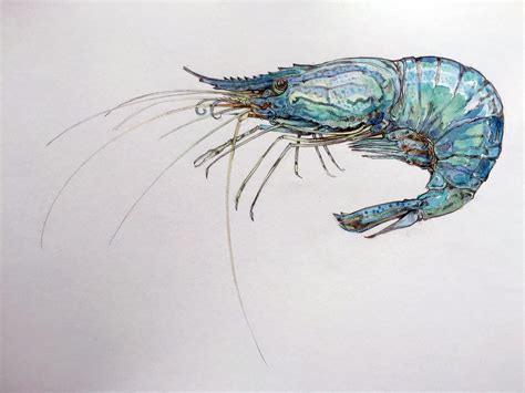 Sea Creatures Drawing Images ~ Sea Creatures Drawing At Getdrawings | Bodaswasuas