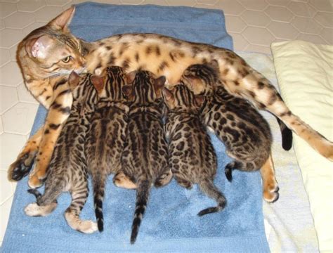 46+ Bengal Cat Price In Philippines - Furry Kittens