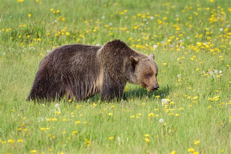 What do Grizzly Bears Eat? Discover Their Diet (with Photos) - WildlifeTrip