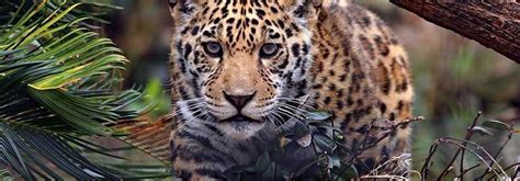 WWF Promotes Jaguar Conservation with Photo Exhibit - Pulse News Mexico