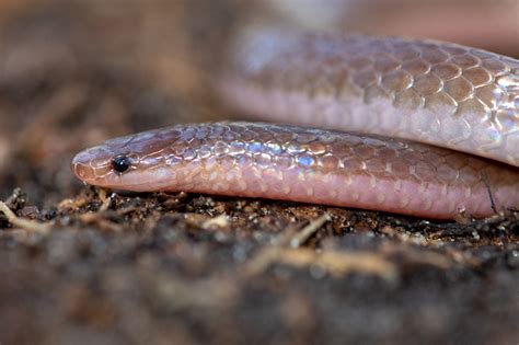 Eastern Worm Snake | South Carolina Partners in Amphibian and Reptile Conservation