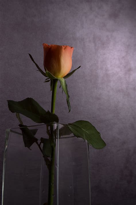 single rose (2) | Peter Hopper | Flickr