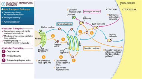 MCAT Biology & Biochemistry: Vesicular Transport Overview | ditki medical & biological sciences