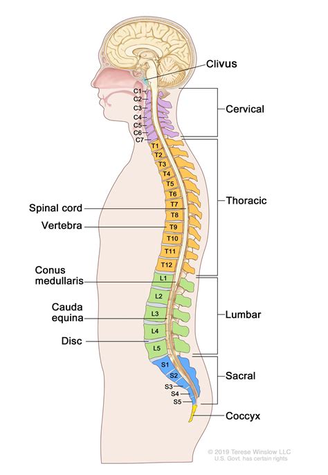 When Does Scoliosis Require Medical Treatment?: Center for the Functional Restoration of the ...