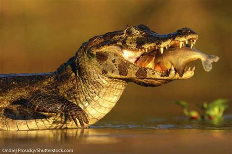 15 Jaw-Dropping Caiman Facts Fact Animal, 49% OFF